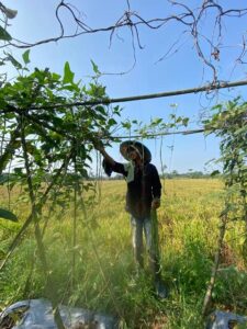 Hasil Panen Padi dan Sayuran Berkurang, Petani di Desa Nagur Keluhkan Tinggi Harga Racun