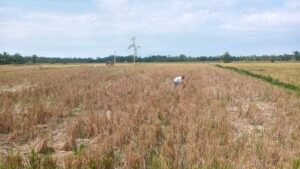 Petani Desa Nagur Kesulitan Dapatkan Pupuk Subsidi,Hasil Panen Menurun