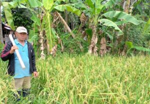 Hasil Panen Padi Petani Di Desa Mangga Dua Berkurang