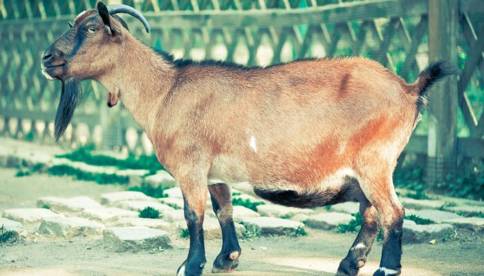 7 Rahasia Sukses Memulai Bisnis Peternakan Kambing untuk Pemula!