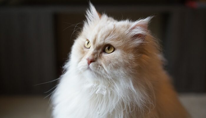 7 Tips Rahasia Merawat Bulu Kucing Persia agar Tetap Sehat, Lebat, dan Indah!