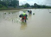 Babinsa Bantu Petani Tanam Padi Dukung Hanpangwil