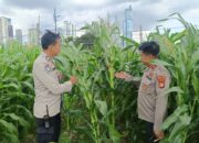 Polsek Metro Tanah Abang Miliki Kebun Jagung di Pusat Kota