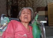 Tak Punya Uang Berobat, Nek Sulasmi Renungi Nasib Diatas Kursi Roda