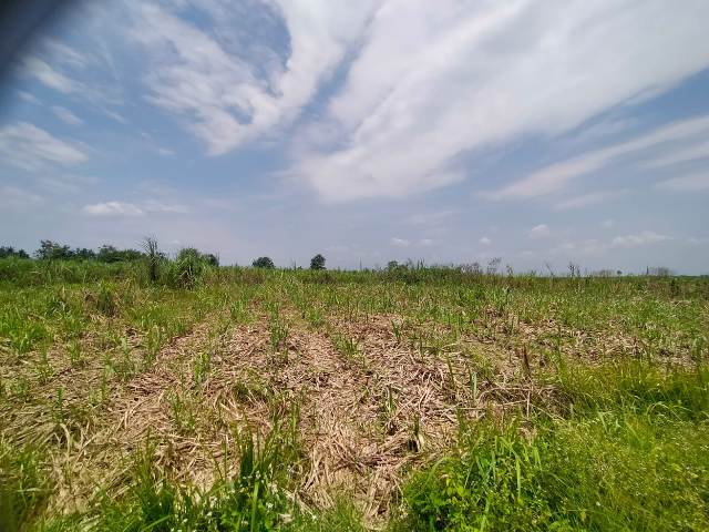 Teks Foto : Semak Belukar Kebun PT SGN Kwala Madu di Kecamatan Binjai,Kabupaten Langkat,Sumatera Utara.