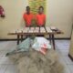 Timsus Polda Sumut Gagalkan Peredaran 30 Kilogram Sabu
