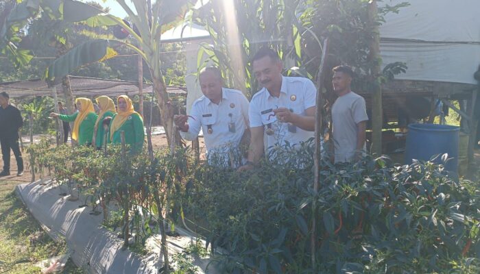 Kalapas Banda Aceh Hadiri Panen Raya Program Ketahanan Pangan di Rutan Jantho