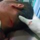 Polres Simalungun Ungkap Kasus Penganiayaan, Tersangka Diringkus