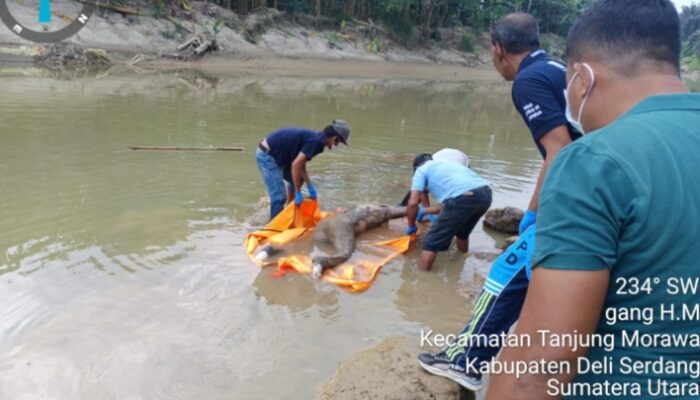 Warga Tanjung Morawa Geger Temukan Sosok Mayat Terapung Dialiran Sei Belumai, Identitas Terungkap