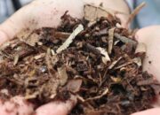 Rutan Kelas I Tangerang Kembangkan Budidaya Maggot Dukung Program Kemandirian Pangan