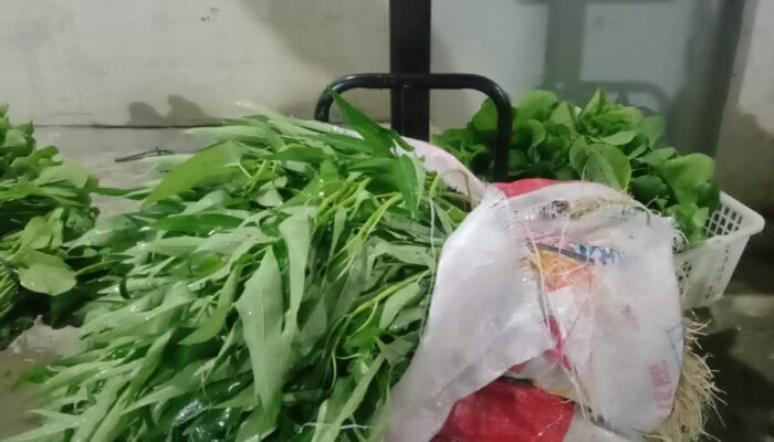 Tumbuh di Balik Jeruji: Lapas Langsa Sukses Panen Kangkung dan Sawi di Tengah Keterbatasan