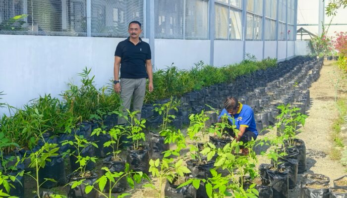 Dukung Program Ketahanan Pangan, Kepala Lapas Kelas IIA Banda Aceh Tinjau langsung proses Pembibitan Tomat dan Terong oleh Warga Binaan.