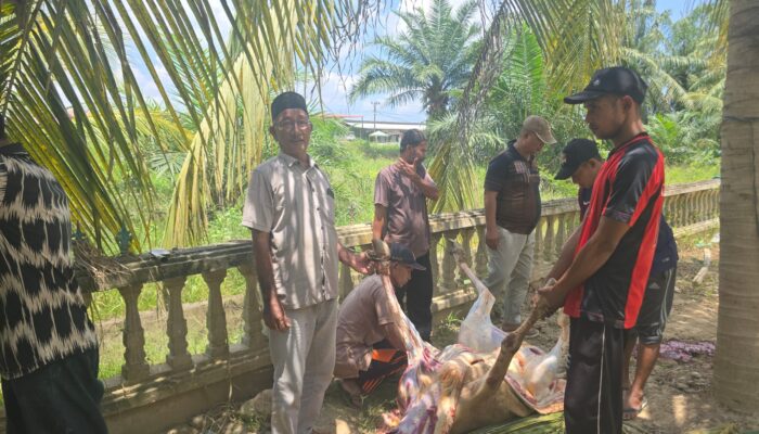 Bantuan Sapi dari Wagub Aceh Hadirkan Kebahagiaan di Pengungsian LangkahanWarga Pengungsi Banjir Langkahan Terharu, Impian Sederhana Berbuka dengan Daging Akhirnya Terwujud