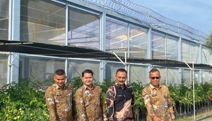 Wujud Program Kemandirian bagi WBP, Lapas Kelas IIA Banda Aceh berhasil Panen Tomat mencapai Puluhan Kilo.