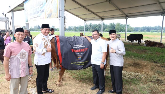 Polda Sumut Sembelih 31 Ekor Sapi di Hari Raya Idul Adha & Dibagikan dalam 4.976 Paket