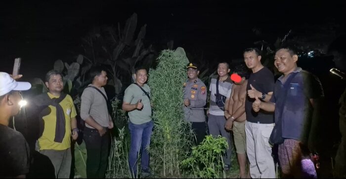 Temukan Ganja dan Tanaman Ganja, Polsek Tanjung Morawa Polresta Deli Serdang Amankan Pelaku