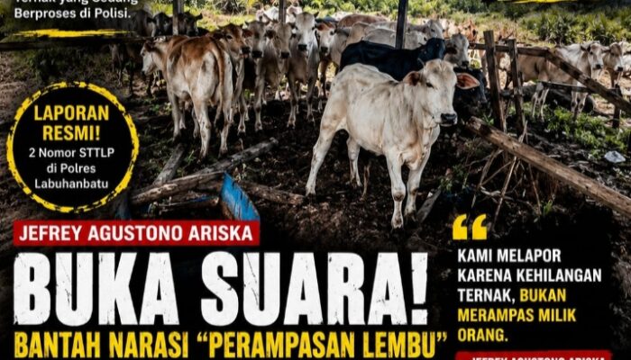Heboh Polemik Lembu di Labuhanbatu, Korban Minta Semua Klaim Kepemilikan Dibuktikan Lewat Jalur Hukum