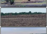 Masih Bersengketa, Lahan Eks HGU PT DMK Malah Dialih Fungsikan Jadi Sawah
