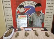 Satres Narkoba Polres Padang Lawas Tangkap Dua Terduga Pengedar Ganja