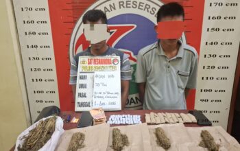 Satres Narkoba Polres Padang Lawas Tangkap Dua Terduga Pengedar Ganja