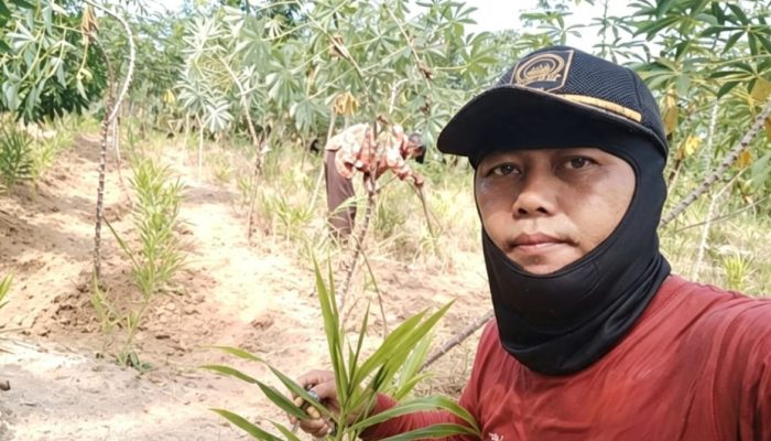 Tanaman Jahe Gajah Unit Usaha PMI Deli Serdang di Galang Suka Tumbuh Subur, Siap Dipanen Agustus 2026