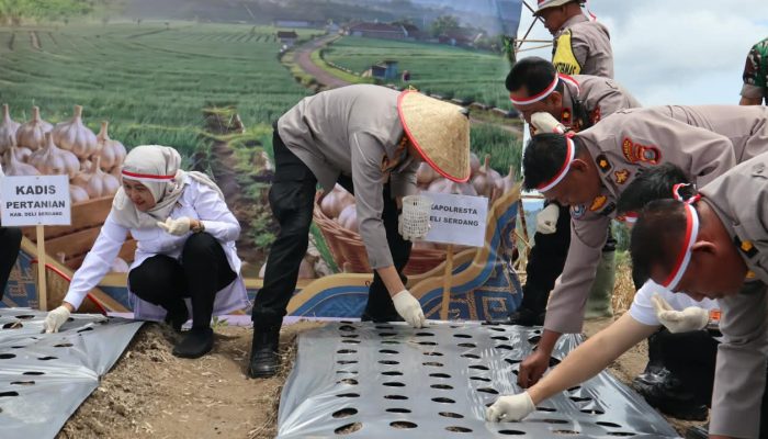 Polri Dukung Swasembada Pangan, Polresta Deli Serdang Laksanakan Penanaman Bawang Putih Serentak