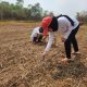 Implementasikan 15 Program Aksi Kemenimipas, Rutan Kelas I Tangerang Tanam Jagung Hibrida.