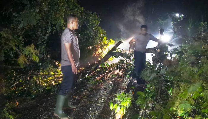 Pohon Tumbang Tutupi Jalan, Kapolsek Idi Tunoeng dan Anggota Gerak Cepat.