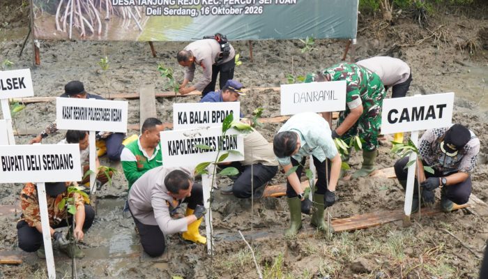 Pemkab Deli Serdang Dukung Pelestarian Pesisir, 1.994 Bibit Mangrove Ditanam di Tanjung Rejo