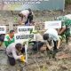 Pemkab Deli Serdang Dukung Pelestarian Pesisir, 1.994 Bibit Mangrove Ditanam di Tanjung Rejo